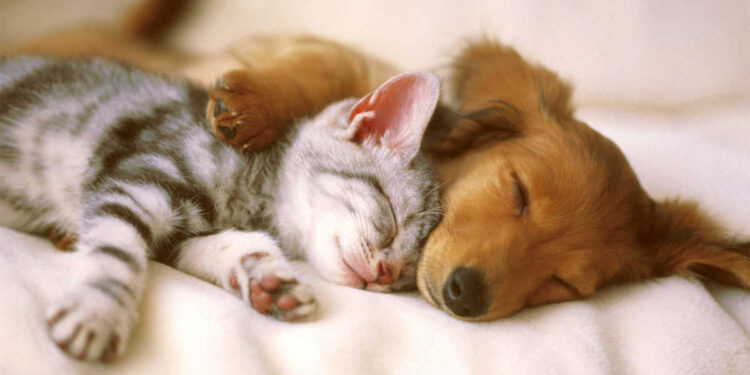 These are things to consider before bringing a new pet home