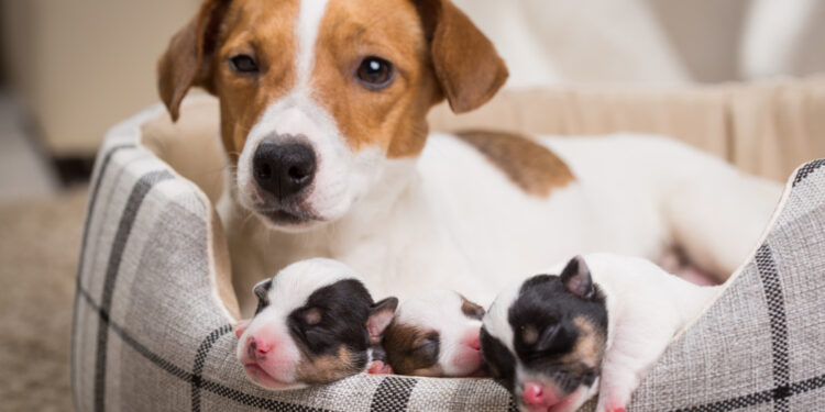 Getting ready for your dog puppies