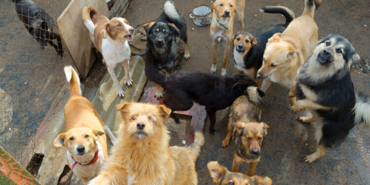 Man’s dogs wait for him to come out of hospital
