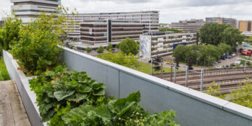 How to grow herbs and vegetables for apartment dwellers