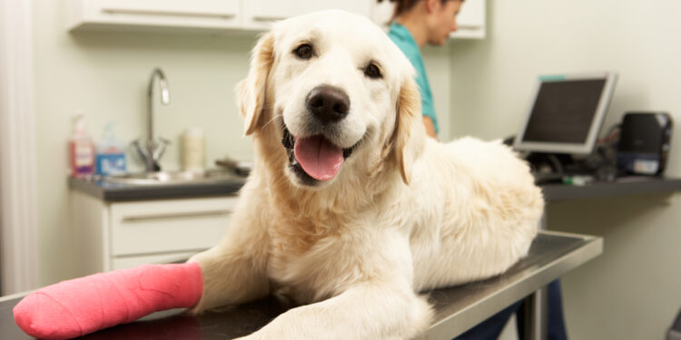 Should I purchase pet insurance? 2 pros and cons