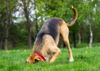 Reasons behind dogs burying things