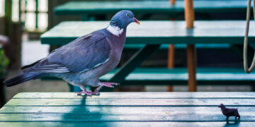 The pigeon and puppy friendship that has gone viral
