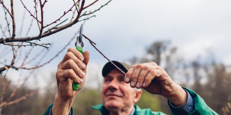 Want to know when to prune? This will answer all of your questions!