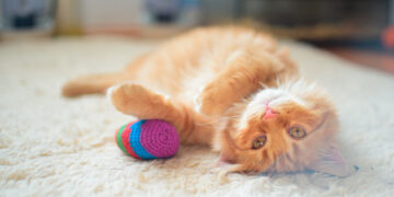 The best way to make DIY Pet Toys