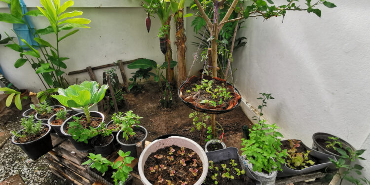 How to start your own vegetable patch