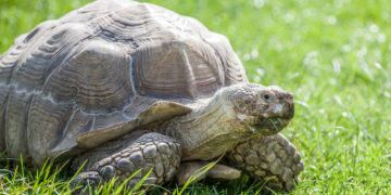 The 53-year-old tortoise that found a new home