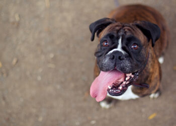Why Dogs get Emotional When Reunited with Their Owners