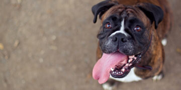 Why Dogs get Emotional When Reunited with Their Owners