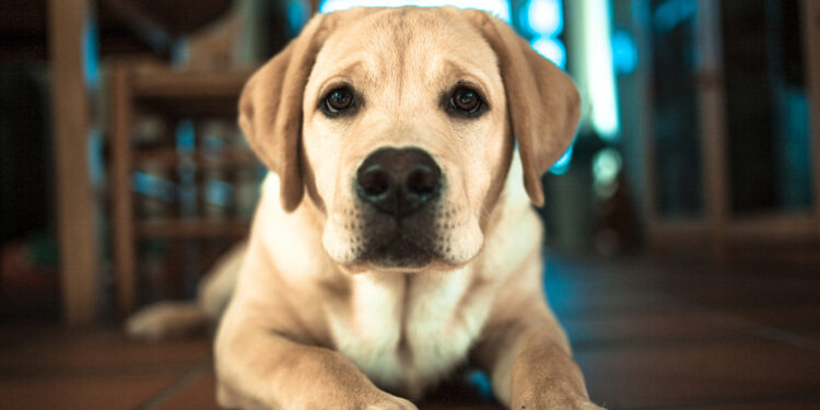 Signs of cancer in dogs that should not be ignored